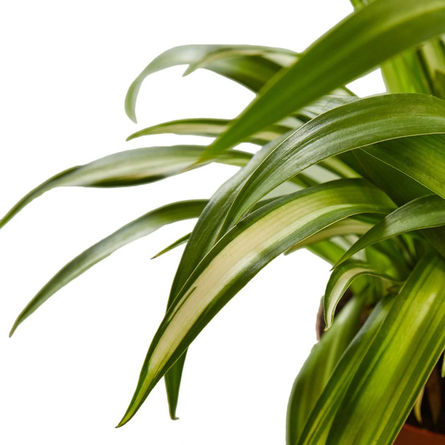 Spider Plant 'Hawaiian' - Chlorophytum comosum