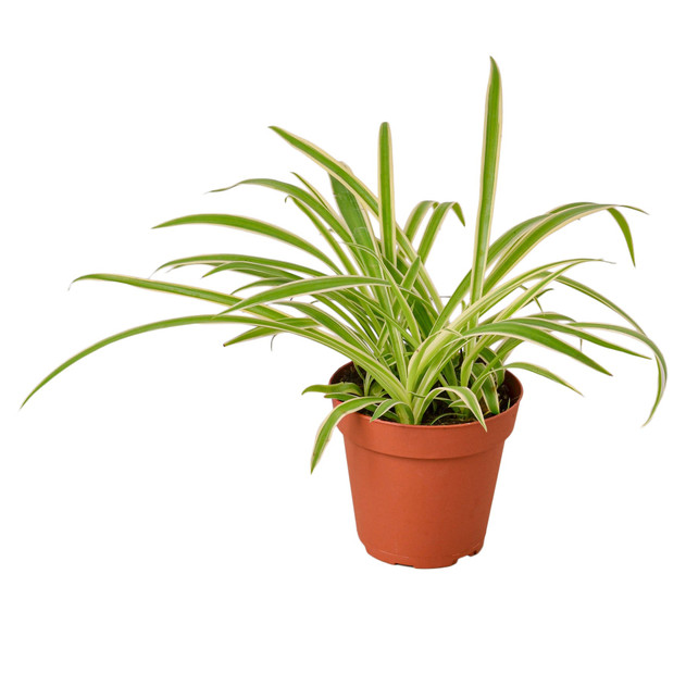 Spider Plant 'Reverse' - Chlorophytum comosum