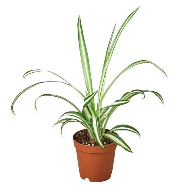 Spider Plant 'Reverse' - Chlorophytum comosum