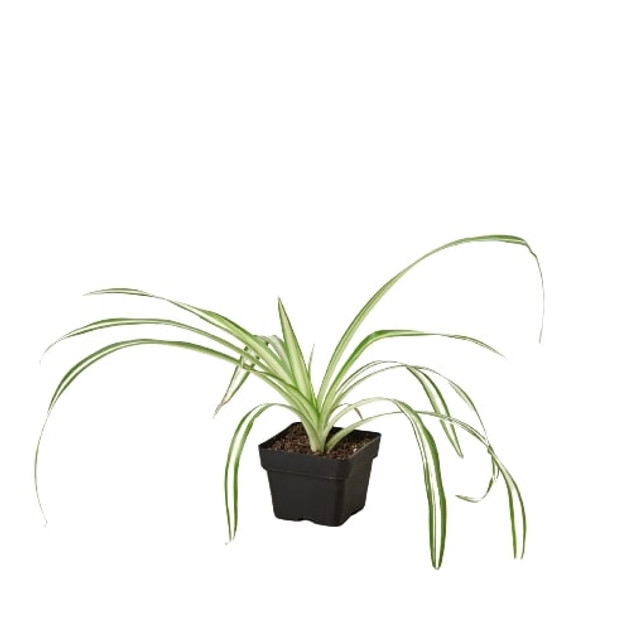Spider Plant 'Reverse' - Chlorophytum comosum