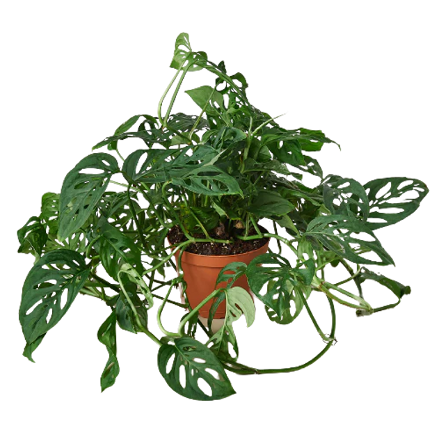 Swiss Cheese Plant - Monstera adansonii