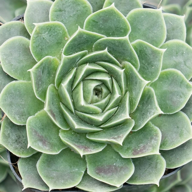 Sempervivum heuffelii 'Purple Haze' - February
