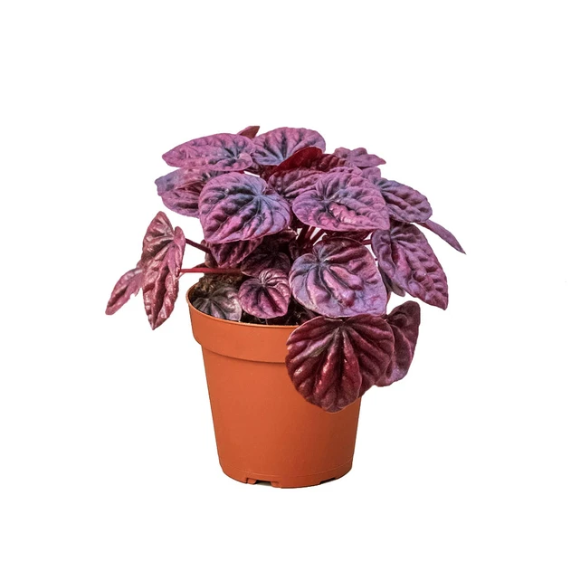 Peperomia 'Ripple Red'