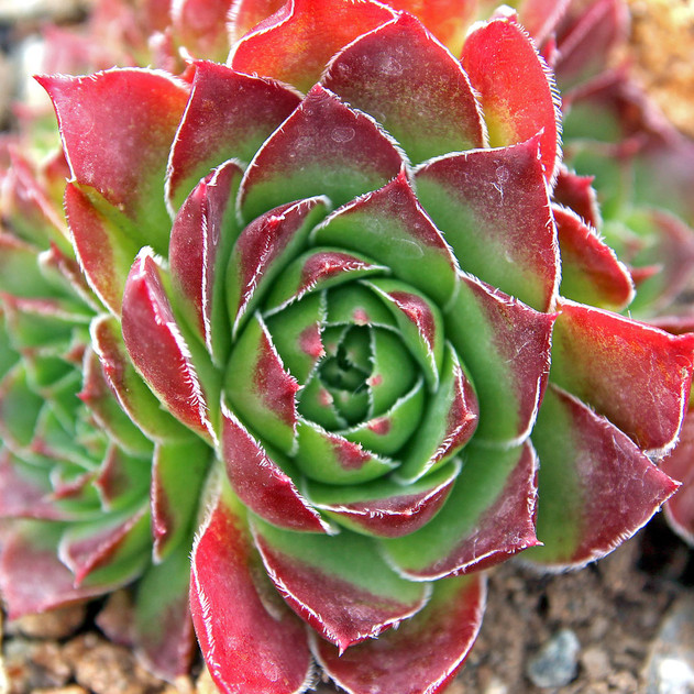 Sempervivum heuffelii 'Wotan' (Outdoors) - August