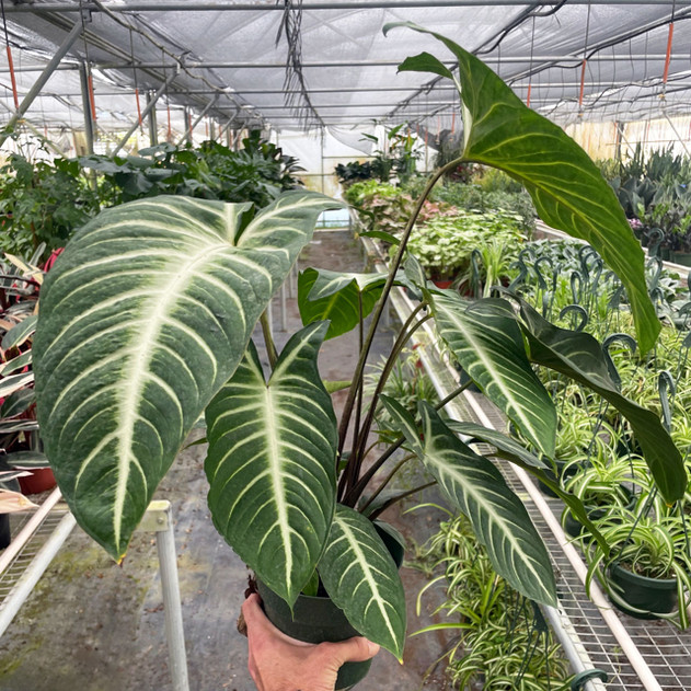 Xanthosoma 'Lendenii'