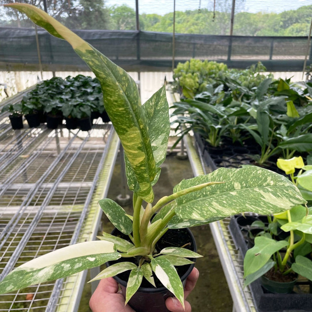 Philodendron 'Variegated Ring of Fire'