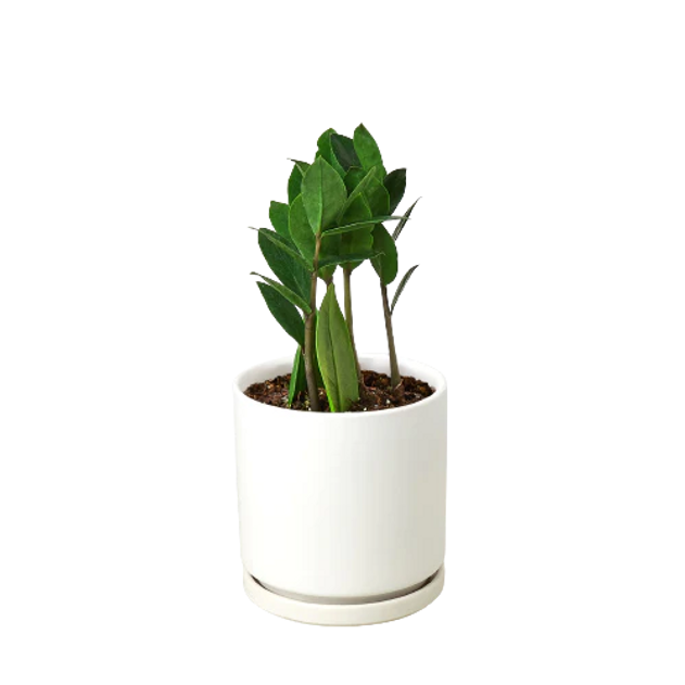 ZZ Plant - Zamioculcas zamiifolia