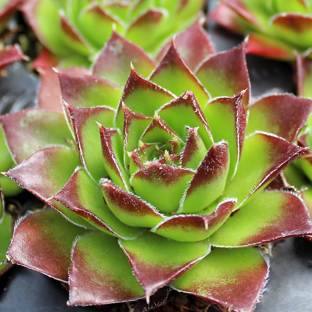 Sempervivum heuffelii 'Pallasii'