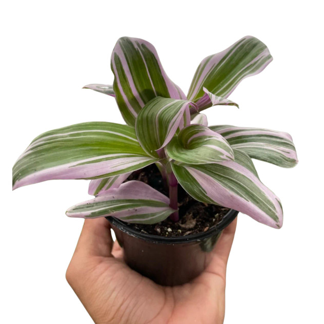 Tradescantia 'Nanouk'