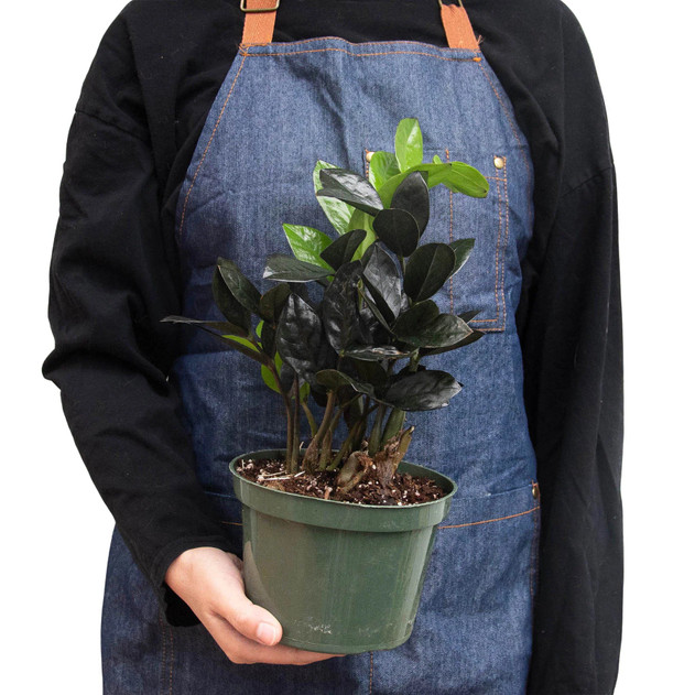 ZZ Plant 'Black Queen' - Zamioculcas zamiifolia
