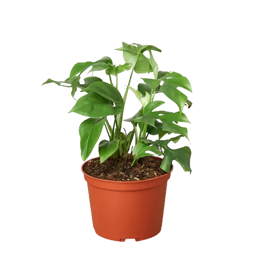 Rhaphidophora tetrasperma - Mini Monstera