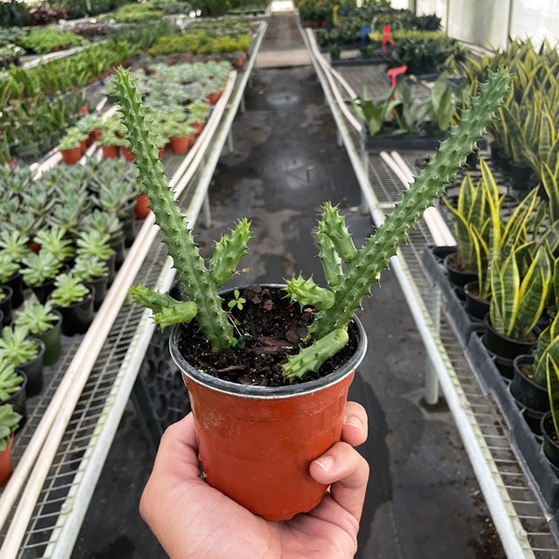 Red Dragon Flower (Huernia schneideriana)