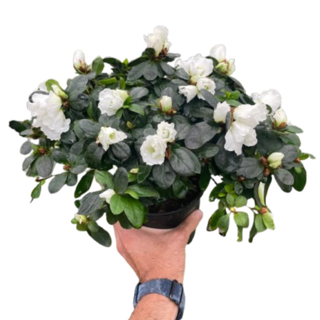 Azalea (Rhododendron)