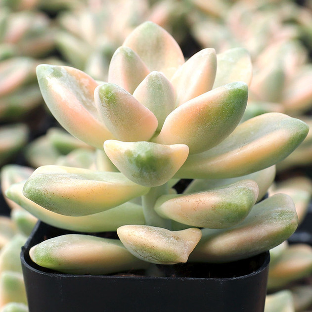 Graptoveria 'Titubans Variegata' - July
