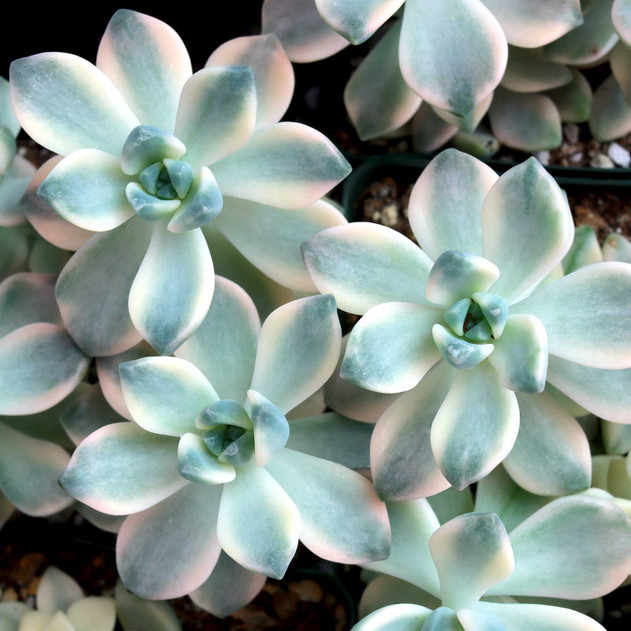 Graptoveria 'Titubans Variegata' [large] - April