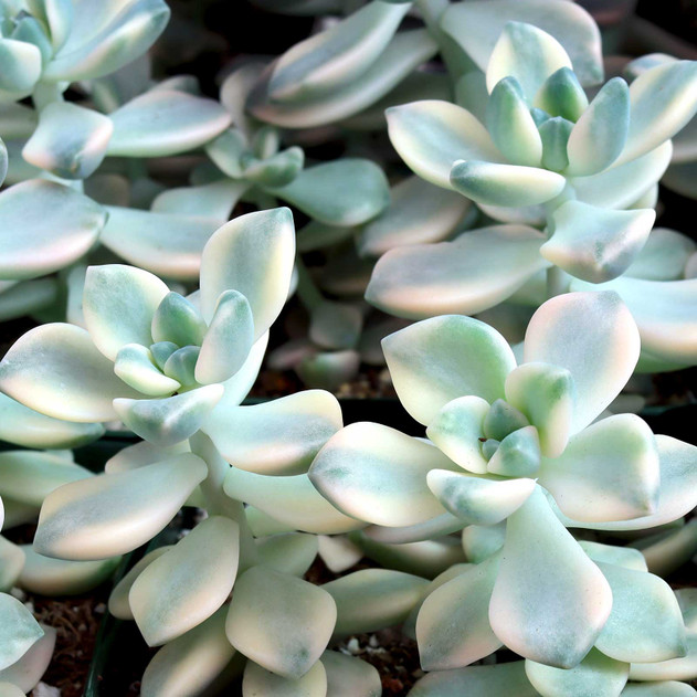 Graptoveria 'Titubans Variegata' [large] - April