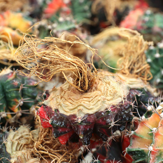 Gymnocalycium mihanovichii f. variegata - Variegated Moon Cactus [bare root] [1.75-2.5"]