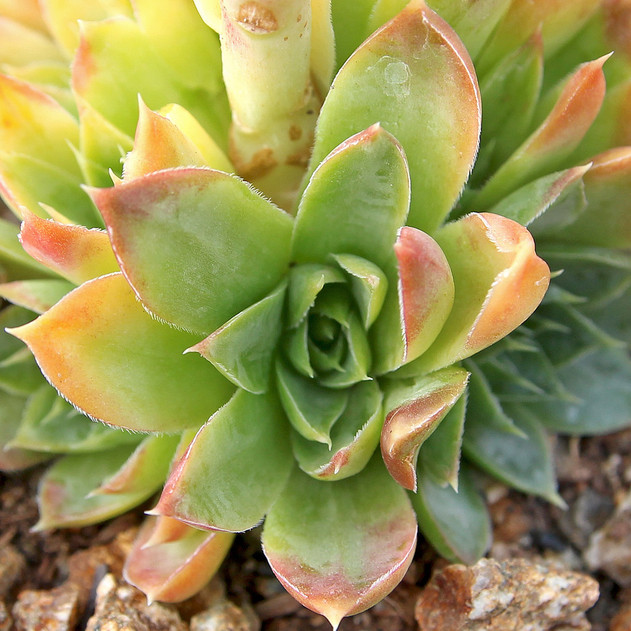 Sempervivum heuffelii 'Xanthoheuff' (Outdoors) - August