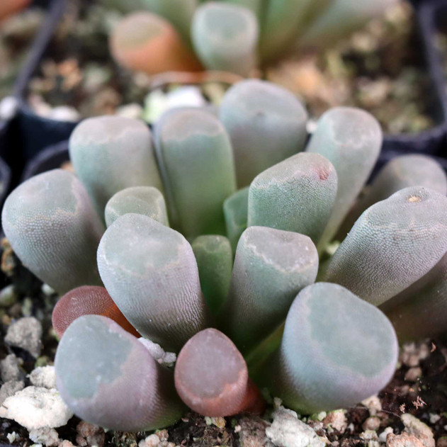Frithia pulchra - Purple Baby Toes - April