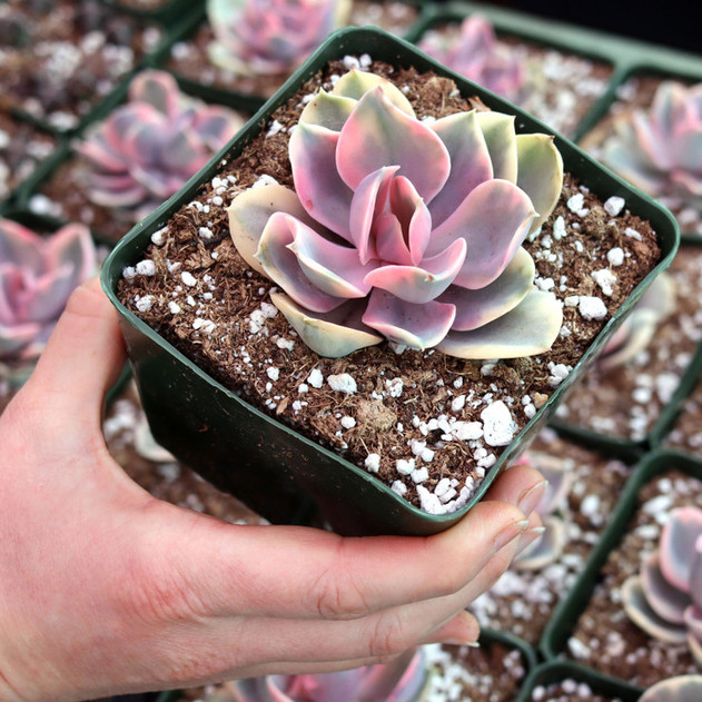 Echeveria 'Rainbow' [large] - February