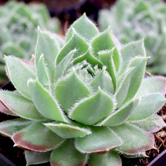 Sempervivum 'Keston' - April