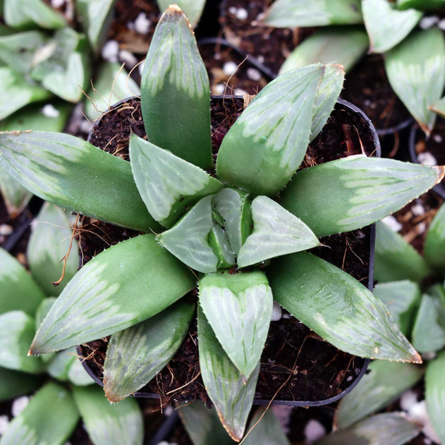 Haworthia 'Midnight Sun' - April