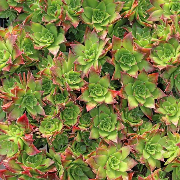 Sempervivum heuffelii 'Fandango' clusters