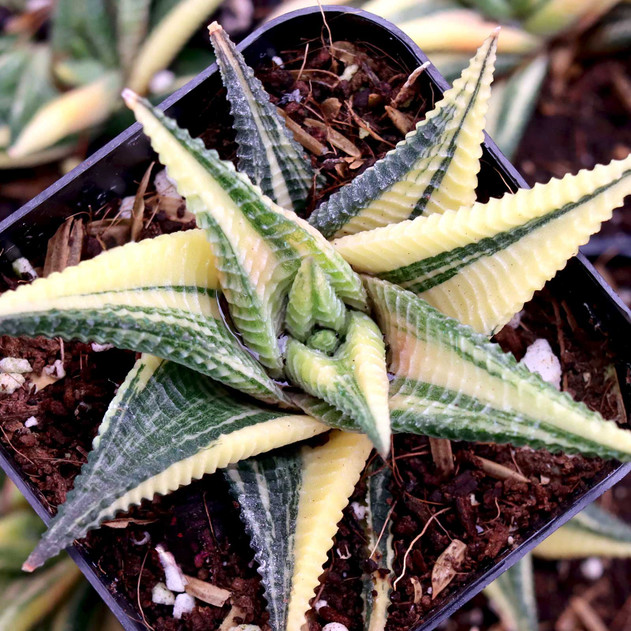 Haworthia limifolia f. variegata - Variegated Fairy Washboard