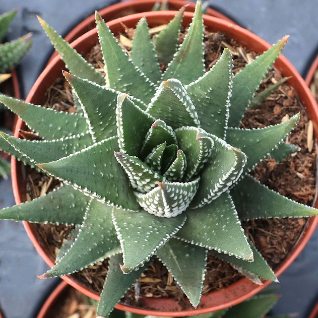 Haworthia minor [large]