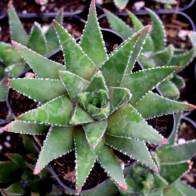Haworthia minor - April