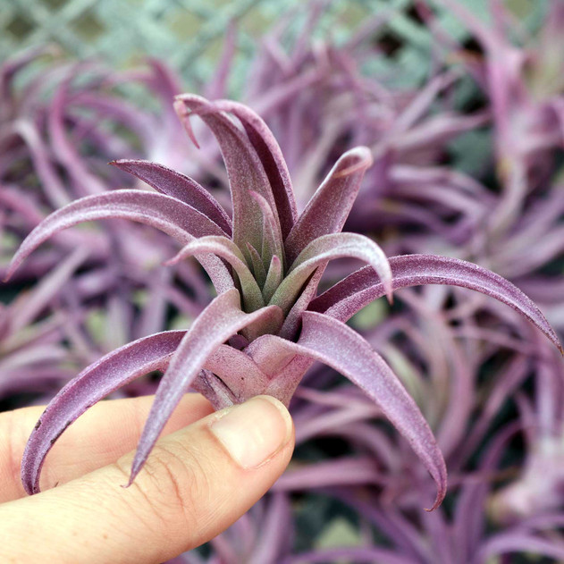 Air Plant - Tillandsia harrisii (purple, infused) [2.0-3.0"]