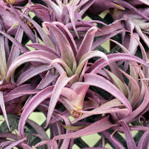 Air Plant - Tillandsia harrisii (purple, infused) [2.0-3.0"]