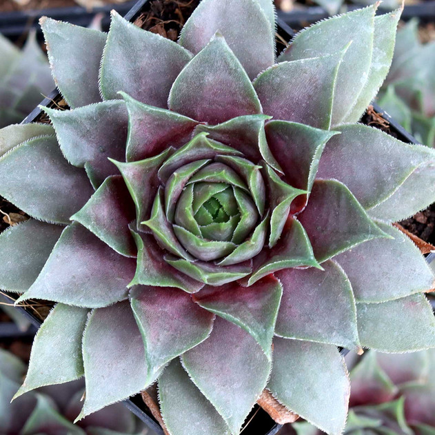 Sempervivum 'Blade of Steel' - April