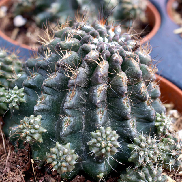 Eriosyce subgibbosa [large] - April
