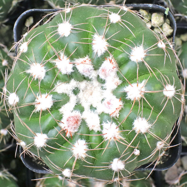 Parodia oxycostata