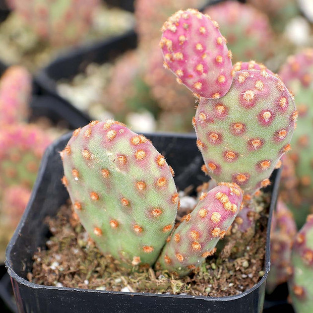 Opuntia rufida f. monstrosa