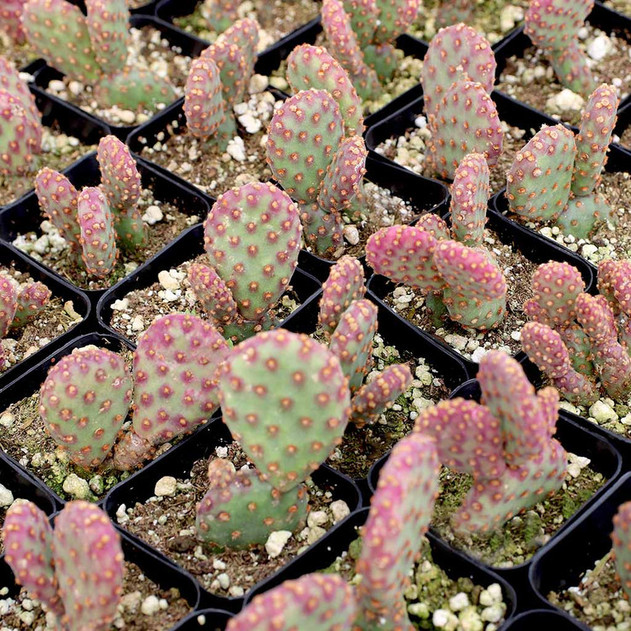 Opuntia rufida f. monstrosa