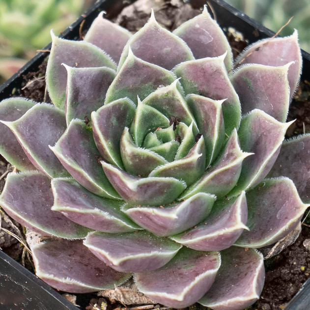 Sempervivum heuffelii 'Melanoheuff' - February