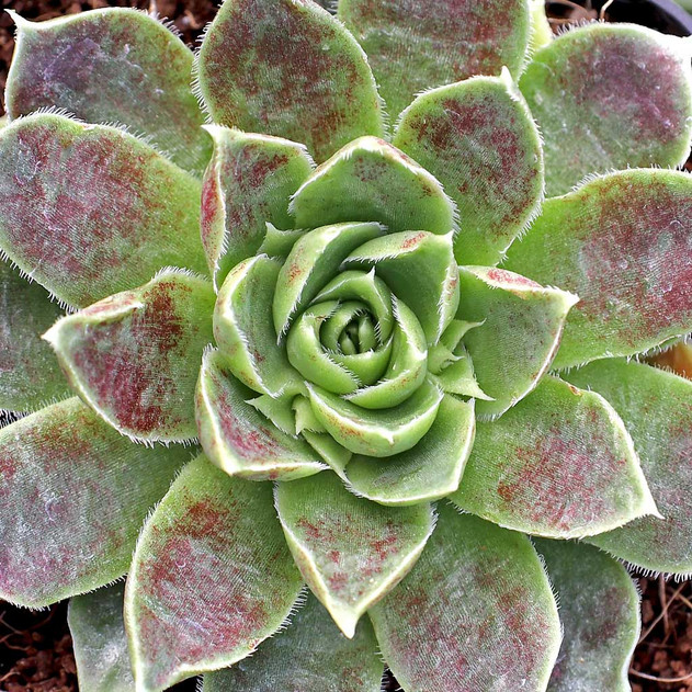 Sempervivum heuffelii 'Melanoheuff' [exclusive] - March