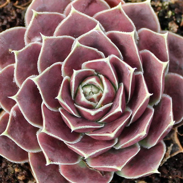 Sempervivum heuffelii 'Melanoheuff' [exclusive]