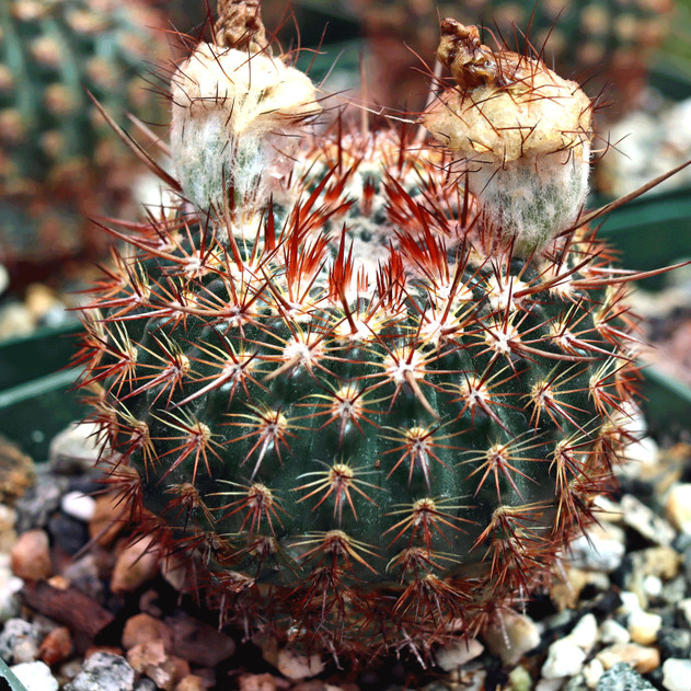 Parodia microsperma var. erythrantha [large]