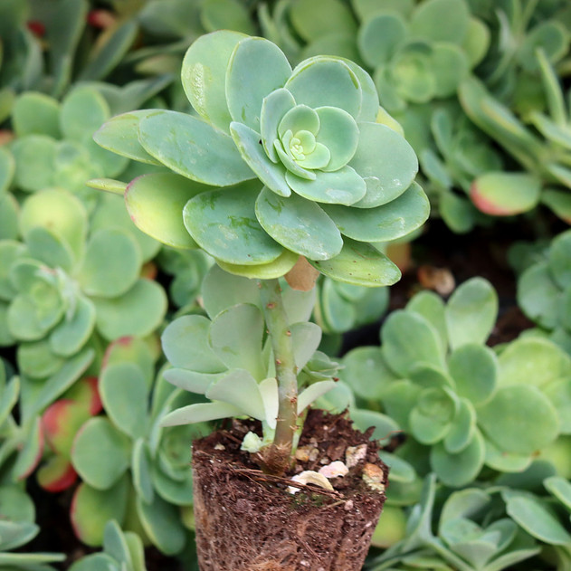 Sedum palmeri [plug] - May