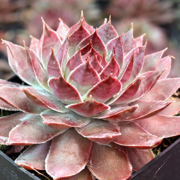 Sempervivum 'Crispyn' - May