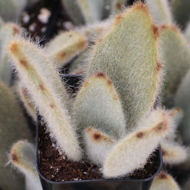 Kalanchoe tomentosa 'Hairy Harry'