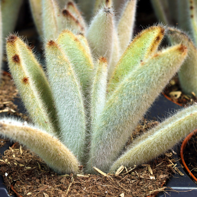 Kalanchoe tomentosa 'Hairy Harry' [large]