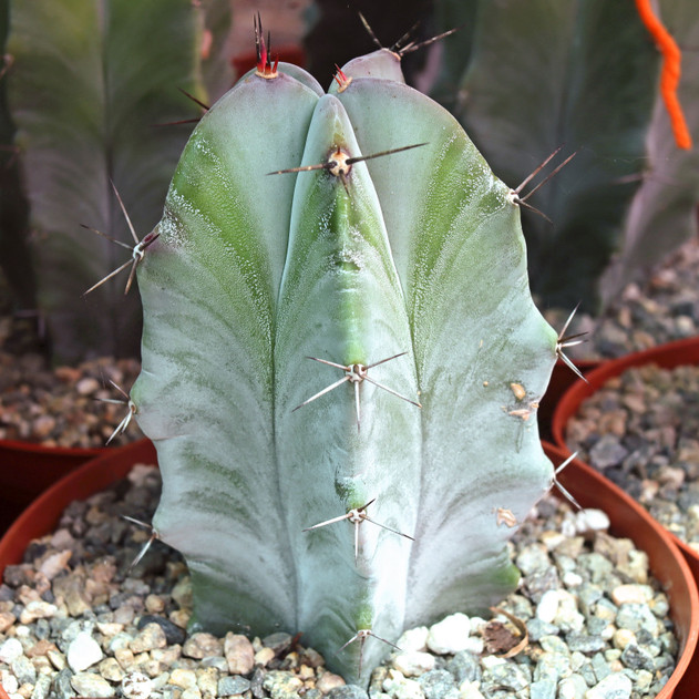 Stenocereus pruinosus - Gray Ghost Organ Pipe [extra large]