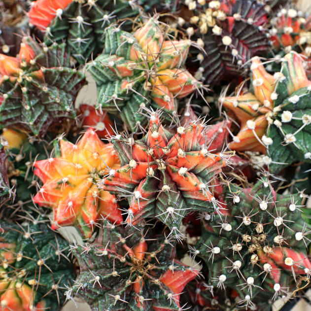 Gymnocalycium mihanovichii f. variegata - Variegated Moon Cactus [bare root] [1.75-2.5"]