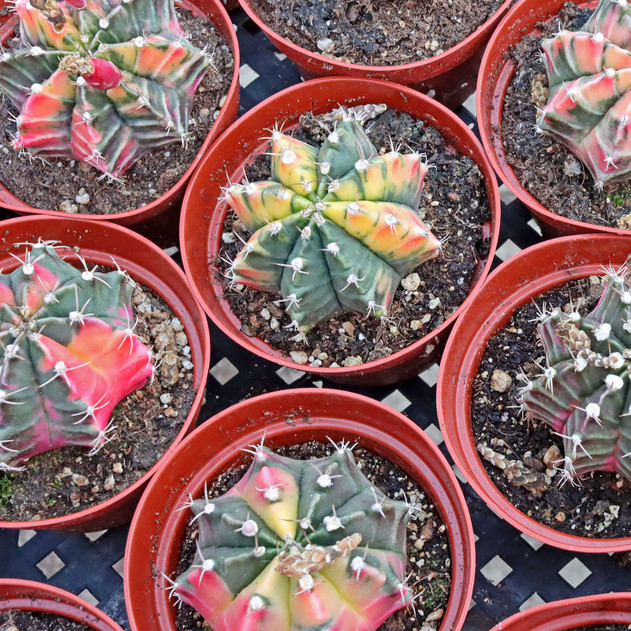 Gymnocalycium mihanovichii f. variegata - Variegated Moon Cactus