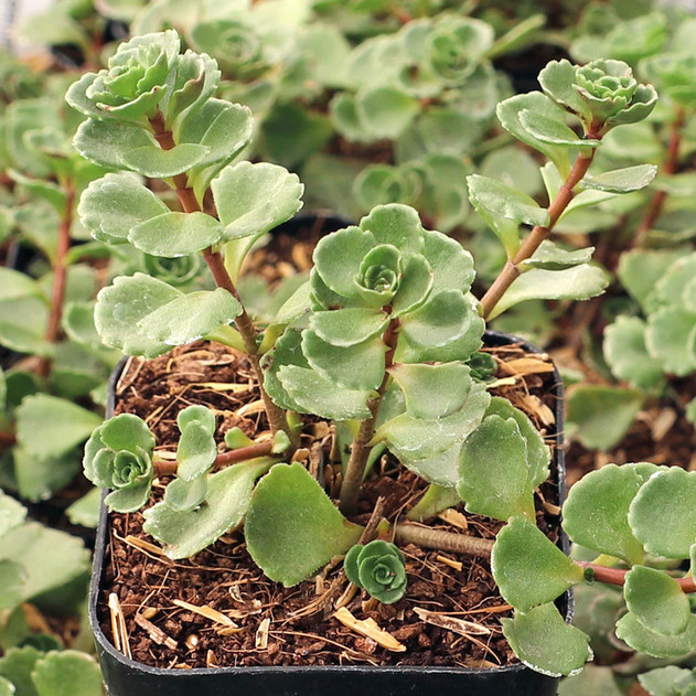 Sedum spurium 'John Creech' - October