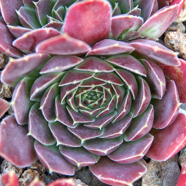 Sempervivum heuffelii 'Tan' (Outdoors)  - August